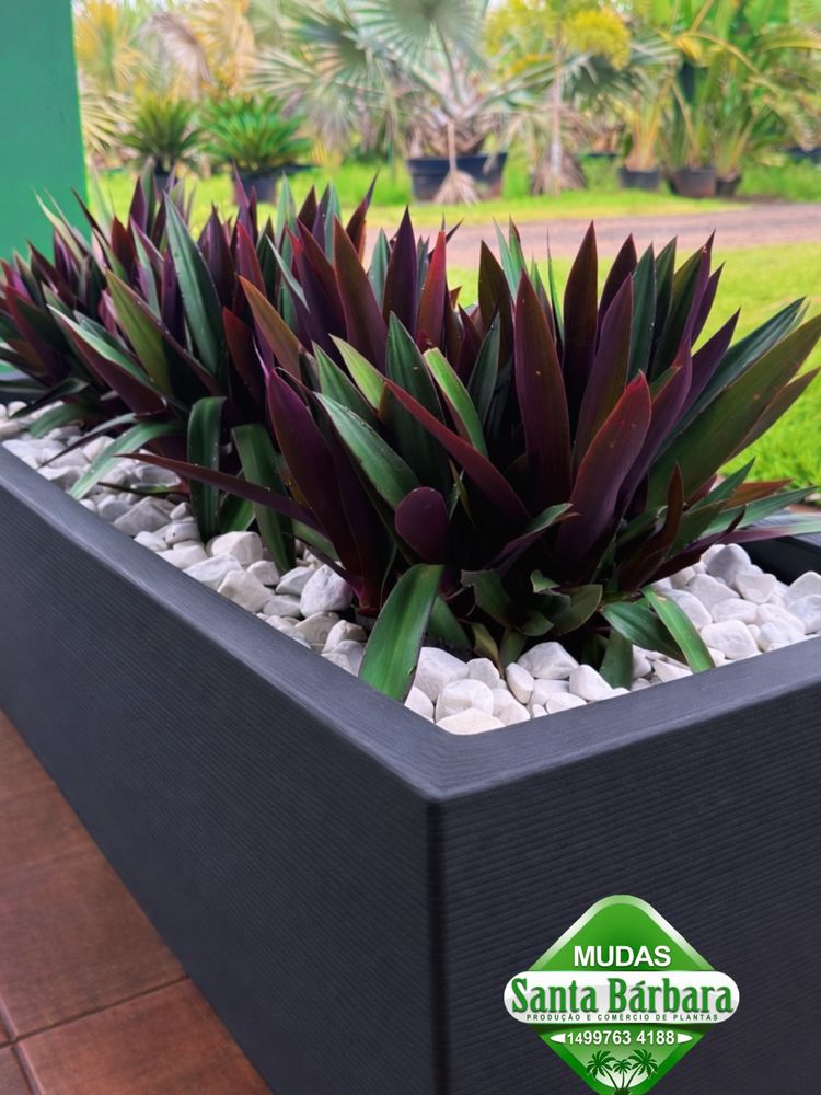 Agave Ornamental