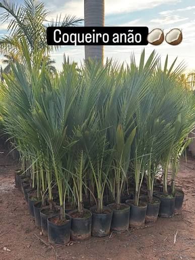 Coqueiro Anão