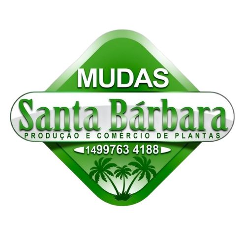 Mudas Santa Bárbara