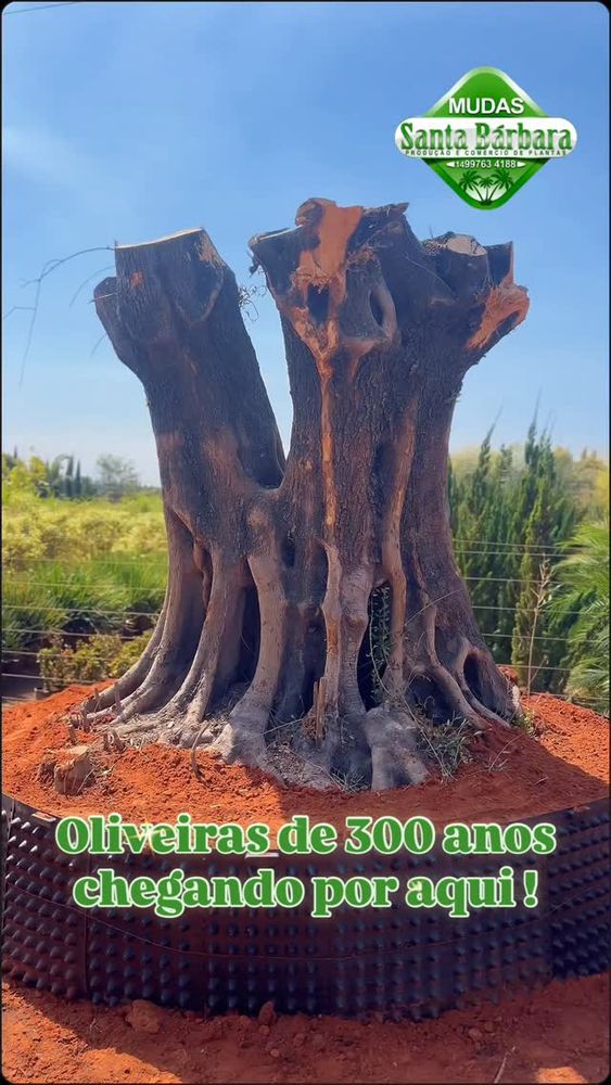 Oliveira de 300 Anos