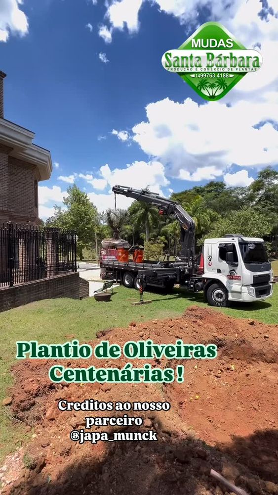 Plantio de Oliveiras Centenárias