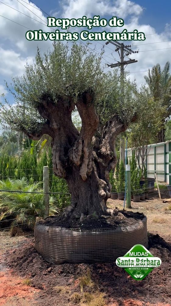 Reposição de Oliveiras Centenárias
