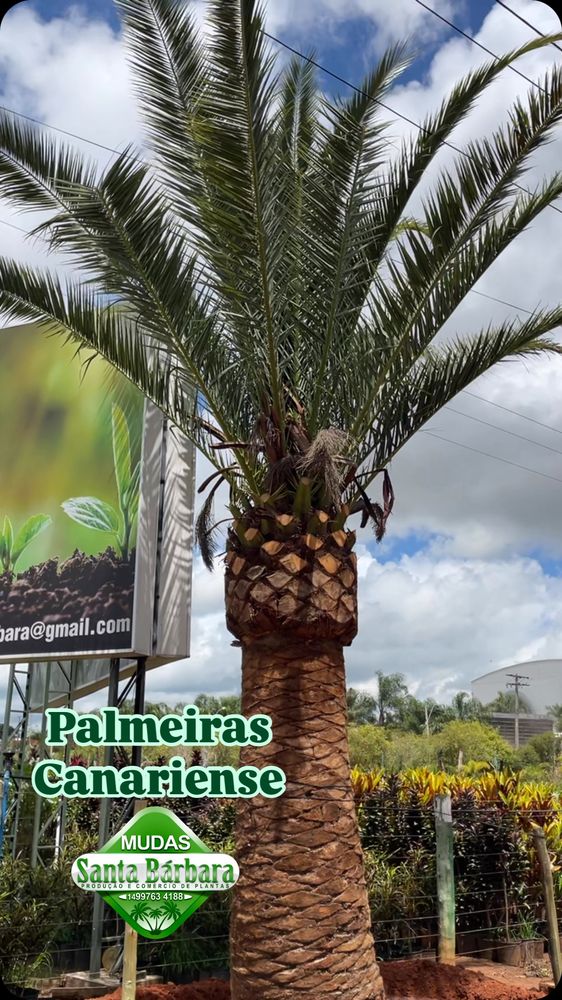 Palmeira Canariense