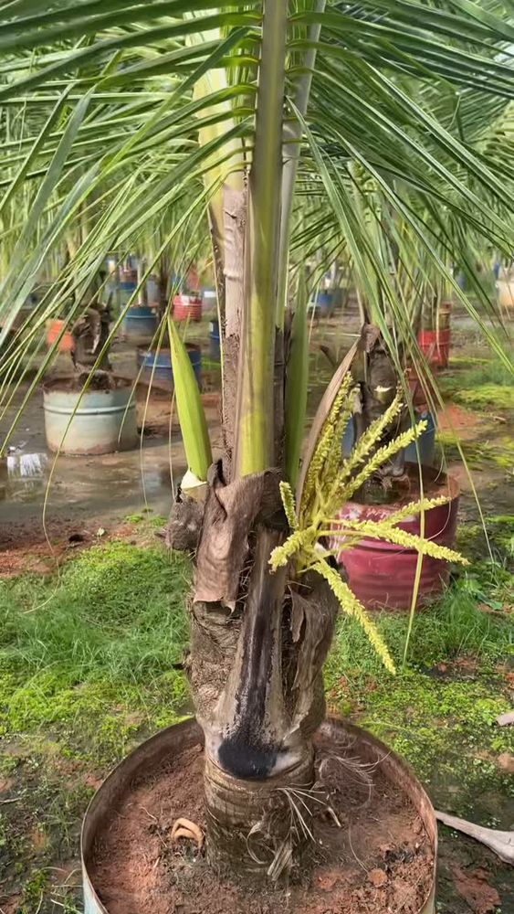 Palmeira em Formação