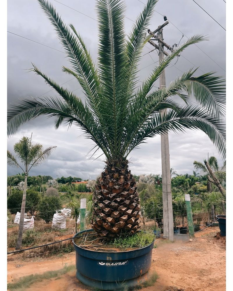 Palmeira Ornamental