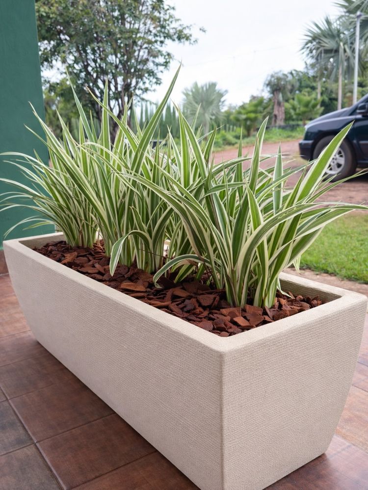 Planta Ornamental Variegada