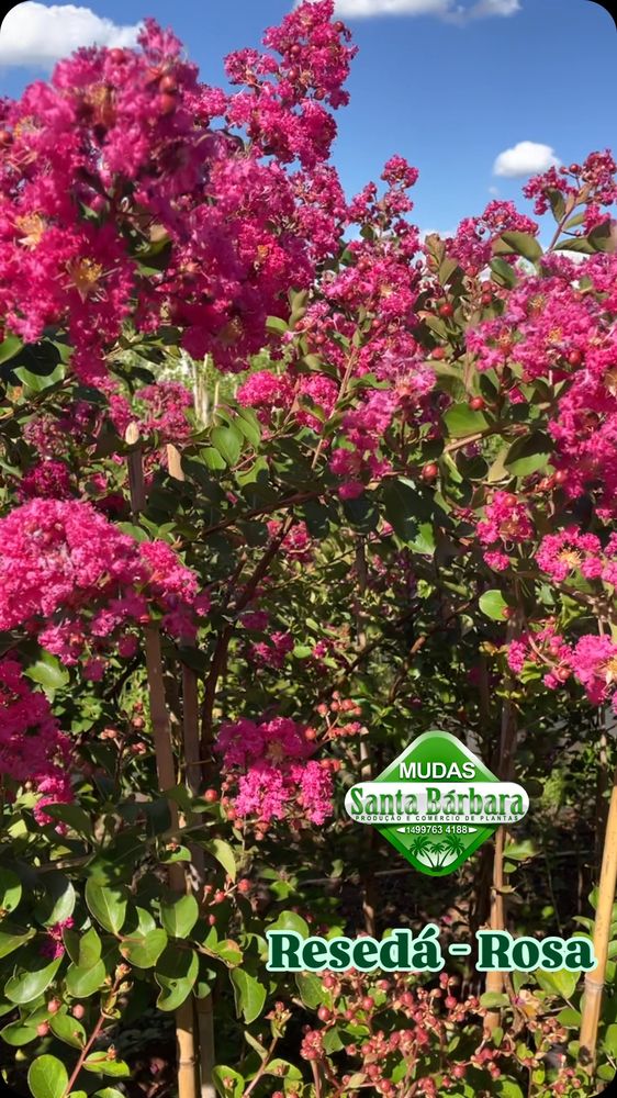 Resedá-Rosa